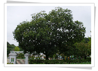 나무 : 팽나무